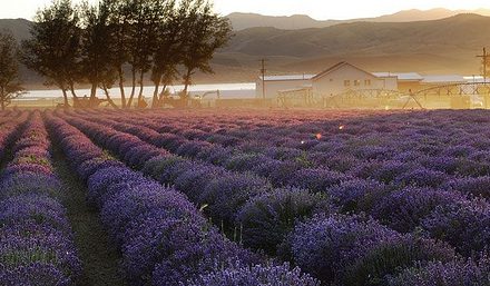 Lavender farm in Mona Utah with lake in the background