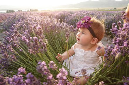 baby girl in lavender field