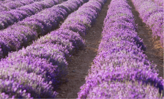 Purple lavender bushes, planted in rows