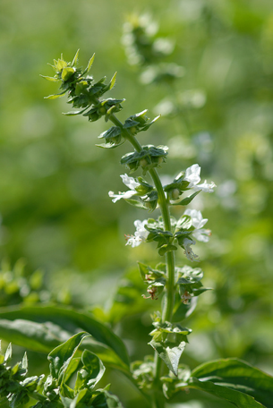 Mayan Health Use of Basil | D. Gary Young