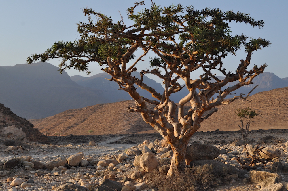 TWELVE OILS OF ANCIENT SCRIPTURE FRANKINCENSE, PART II