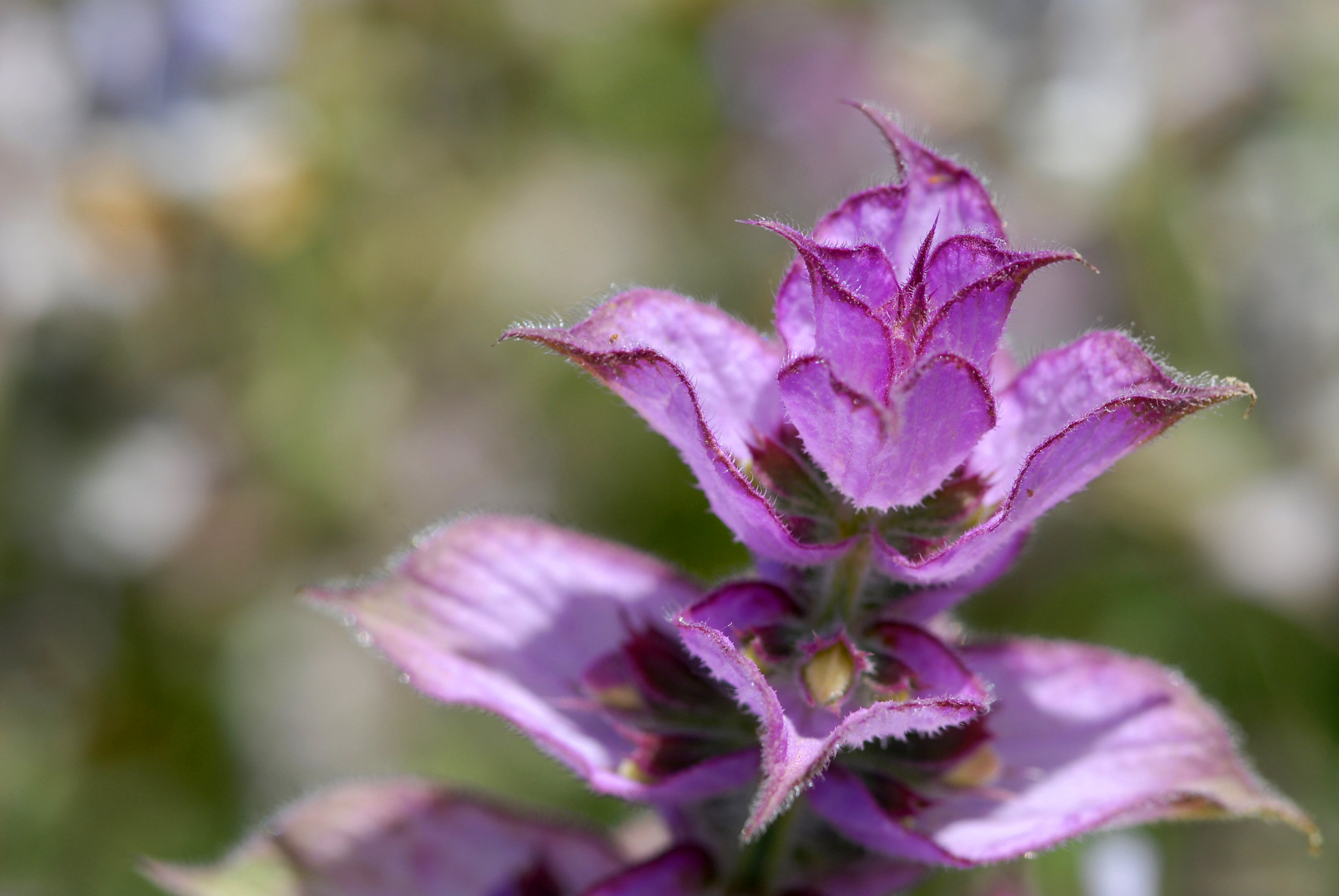 What Gary’s Clary Sage Journey Means for You Live Food Yogis