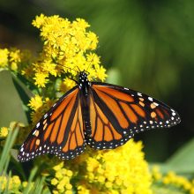 monarch butterfly on a yellow flower